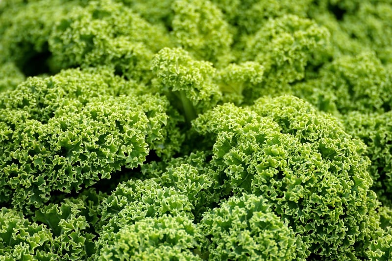 Plant-Based Cuisine